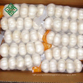 manufacture top fresh pure white garlic